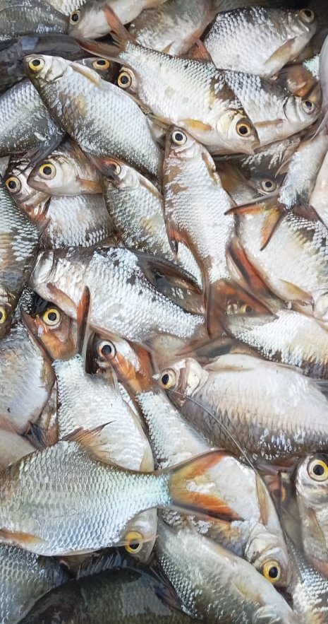 Hafisal81's tweet photo. Giat tanggal 12/11/2024, Hafisal, S. Pi kunjungan dan monitoring hasil tangkapan ikan KUB Harapan Baru. Rata-rata hasil tangkapan ikan 7-10 kg/hari dengan harga jual Rp. 8.000/kg
#GiatLuhkanSatminkalBRPPUPP
#LuhkanKabupatenMuaraEnim
#Luhlapor https://t.co/wC22a74MuI