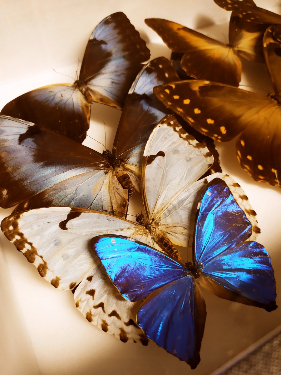 Ludovic S. tweet media