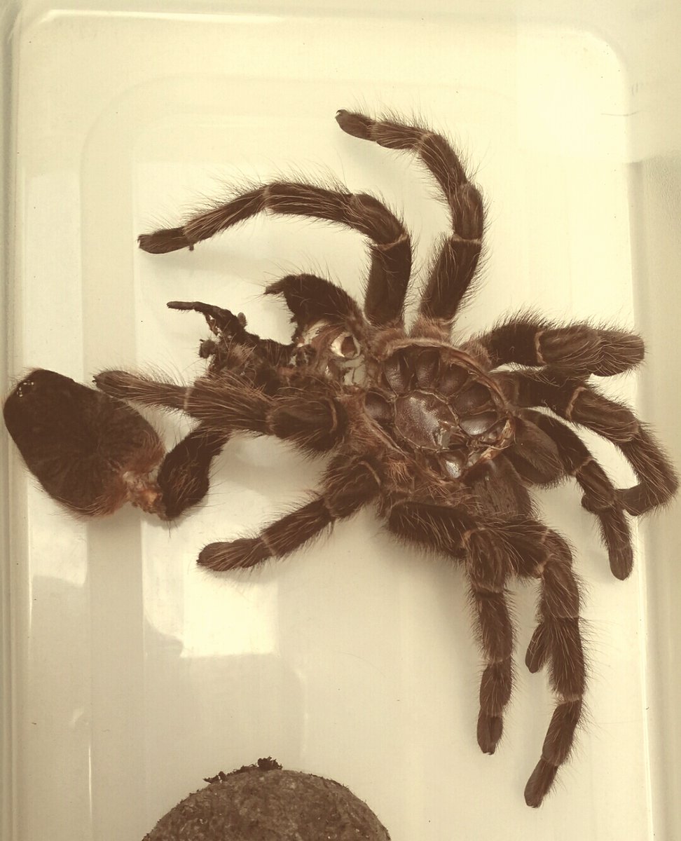 Ludovic S. tweet media