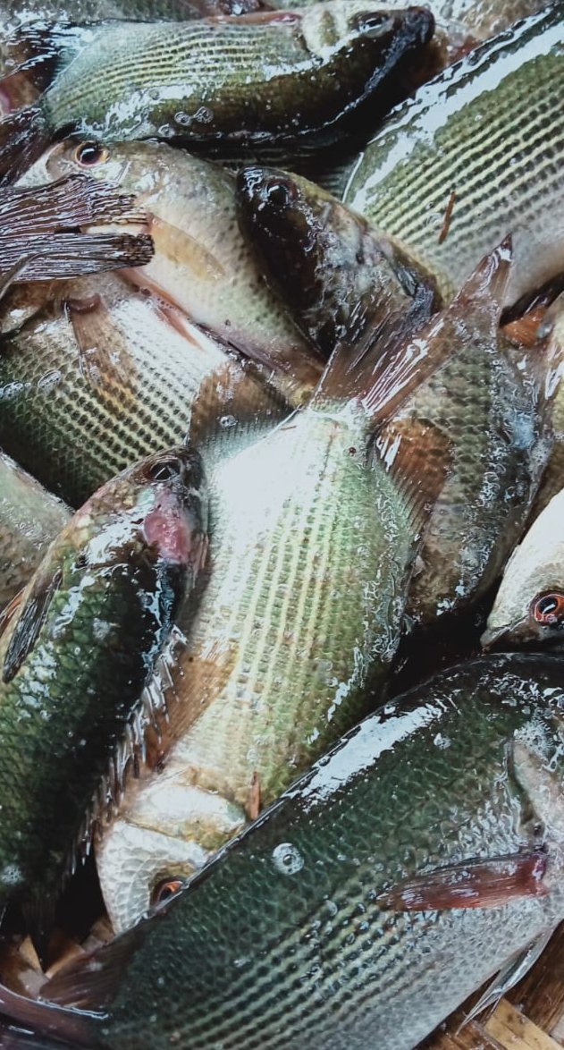 Hafisal81's tweet photo. Giat tanggal 13/11/2024, Hafisal, S. Pi kunjungan dan monitoring hasil tangkapan ikan KUB Nila Jaya. Rata-rata hasil tangkapan ikan 15-20 kg/hari dengan harga jual Rp. 12.000/kg
#GiatLuhkanSatminkalBRPPUPP
#LuhkanKabupatenMuaraEnim
#Luhlapor https://t.co/99NoesWke3
