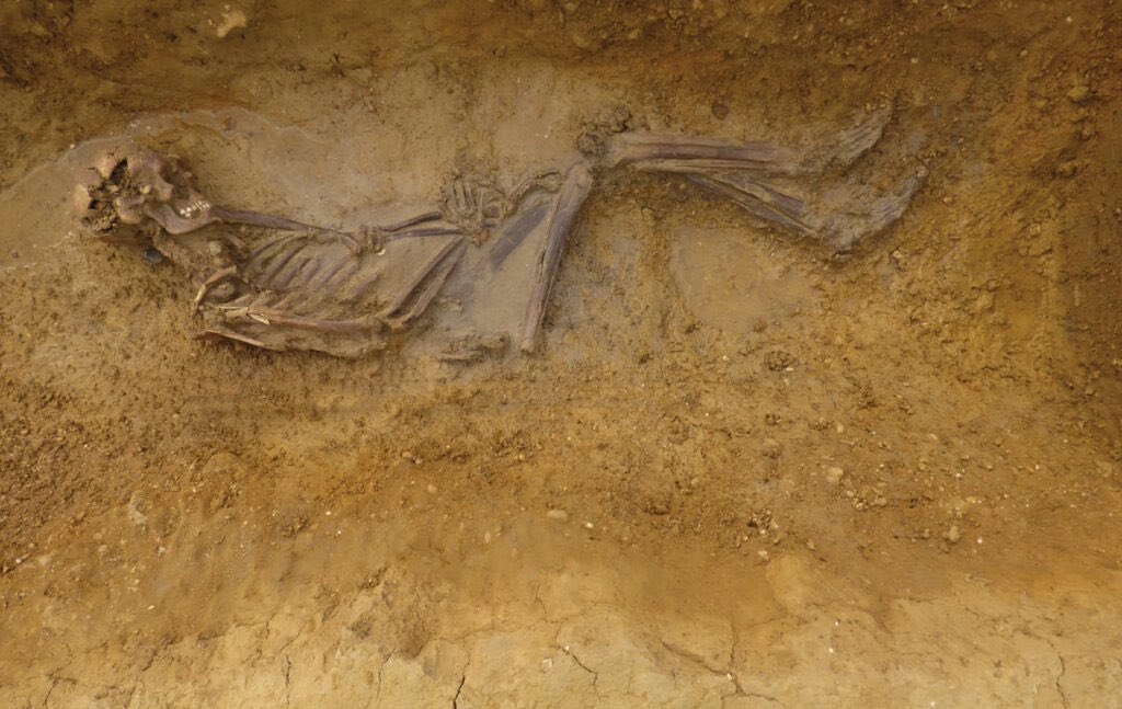 WadeJo8's tweet photo. #SkeletonSaturday Offord Cluny 203645 discovered in 2017 in Cambridgeshire, England. Buried with no possessions and according to DNA results he belonged to a nomadic group called the Sarmatians from modern day Iran. Incorporated into the Roman army was a group of Sarmatian cavalry. Was he one?