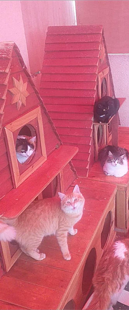 At such a time, our furry friends had warm shelter, soft blankets, &amp; plentiful, varied, &amp; delicious food. They played, enjoyed a happy life, &amp; slept safely &amp; soundly. But now, when I see them hungry &amp; eating little, &amp; the cold attacks their bodies from everywhere, &amp; they can't