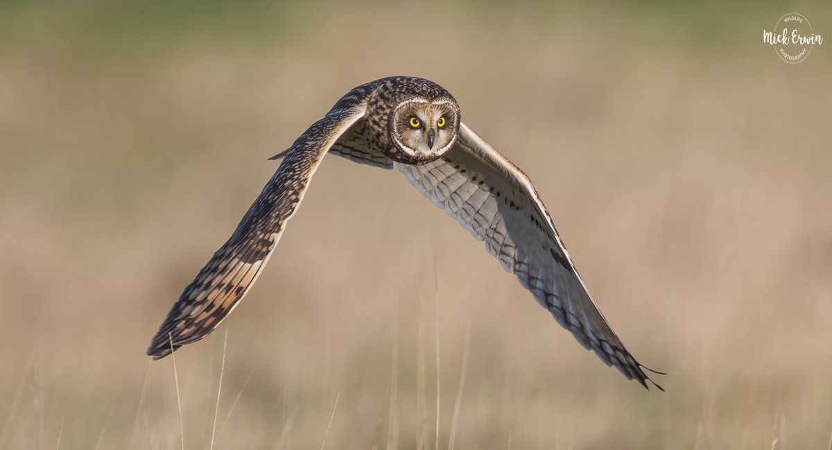 Mufftrix's tweet photo. Short Eared Owl
#sonyalpha #600f4 #sonyphotography #sony #wildlifephotography #nature #sunset #sonywildlife #sonyal #bbcwildlifepodt
#naturephotography #bbcspringwatch #bbcwildlifemagazine #shortearedowl #SEO #600mm #wild #owlsaddicted #owls #owltrust
@sonyunitedkingdom https://t.co/m8lOYliHgc