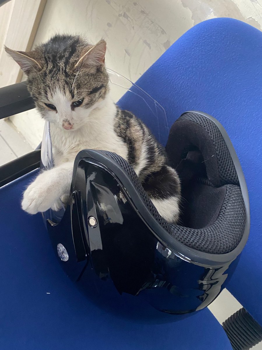 sahibinden satılık içi kedi dolu kask ilanı