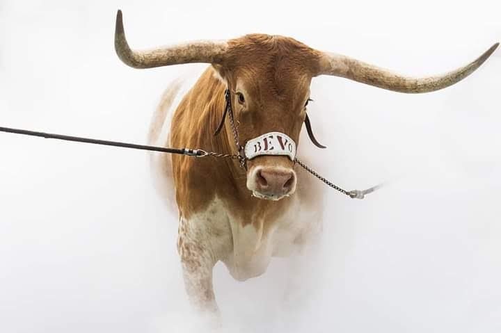 chrisgb002000's tweet photo. It's #GameDay Get your #HornsUp for @TexasFootball #BeatClemson #GoHornsGo #HookEmβ―β―β― ππ€π» https://t.co/UpcbPVF39Y