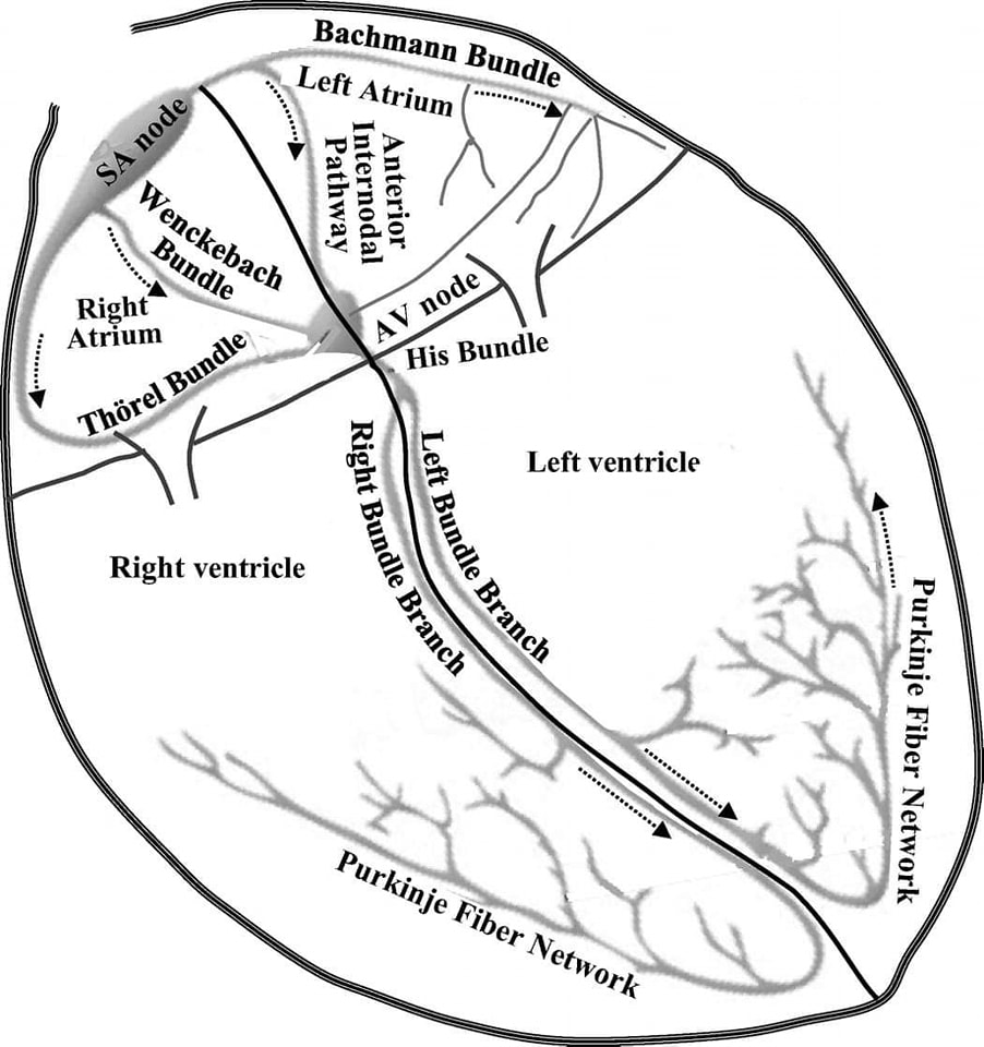 The Heart tweet media