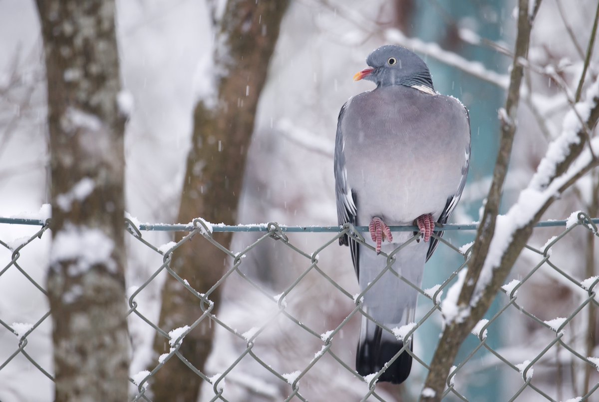 Lajin suolahan ovat yllätykset, ja välillä laiskanpulskea bongarikin pääsee yllättymään. Tänään yllätti vähälukuisena talvehtiva sepelkyyhky melkein kotinurkilla. Vanha lintu vieläpä. 93. laji tässä kuussa. #linnut #sepelkyyhky