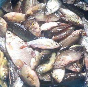 Hafisal81's tweet photo. Giat tanggal 03/12/2024 Hafisal, S. Pi, kunjungan dan monitoring hasil tangkapan ikan KUB Limbang Jaya. Rata-rata hasil tangkapan ikan 5-8 kg/hasil dengan harga jual Rp. 8.000/kg
#GiatLuhkanSatminkalBRPPUPP
#LuhkanKabupatenMuaraEnim
#Luhlapor https://t.co/Mfk4wKswE8
