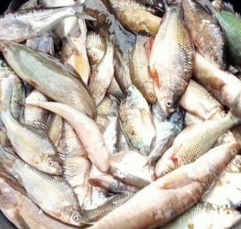 Hafisal81's tweet photo. Giat tanggal 03/12/2024 Hafisal, S. Pi, kunjungan dan monitoring hasil tangkapan ikan KUB Limbang Jaya. Rata-rata hasil tangkapan ikan 5-8 kg/hasil dengan harga jual Rp. 8.000/kg
#GiatLuhkanSatminkalBRPPUPP
#LuhkanKabupatenMuaraEnim
#Luhlapor https://t.co/Mfk4wKswE8
