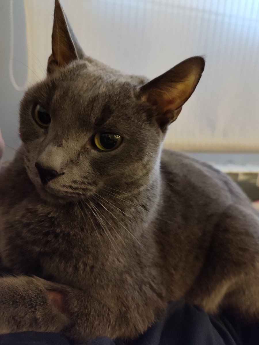BilalDelValle's tweet photo. Mi gato lleva unos días decaído y habia dejado de comer. Ayer estaba peor y hemos ido al veterinario y tiene una colangiohepatitis (hígado y vesícula pochos).

Esta el pobre decaído y muy tristón que me rompe el alma :( https://t.co/Ri4siFqN3b
