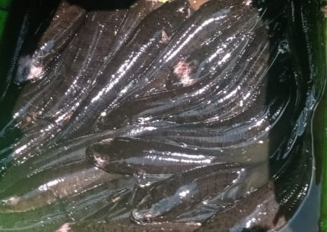 Hafisal81's tweet photo. Giat tanggal 10/12/2024 Hafisal, S. Pi, kunjungan dan monitoring hasil tangkapan ikan KUB Nelayan Bersama. Rata-rata hasil tangkapan ikan 5-10 kg/hari dengan harga jual Rp. 25.000/kg
#GiatLuhkanSatminkalBRPPUPP
#LuhkanKabupatenMuaraEnim
#Luhlapor https://t.co/oTifuo5ZBr