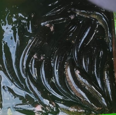Hafisal81's tweet photo. Giat tanggal 10/12/2024 Hafisal, S. Pi, kunjungan dan monitoring hasil tangkapan ikan KUB Nelayan Bersama. Rata-rata hasil tangkapan ikan 5-10 kg/hari dengan harga jual Rp. 25.000/kg
#GiatLuhkanSatminkalBRPPUPP
#LuhkanKabupatenMuaraEnim
#Luhlapor https://t.co/oTifuo5ZBr