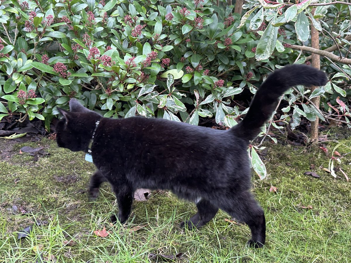 Happy #Caturday pals!! Woohoo, we have reached the #WinterSolstice in the Northern Hemisphere! From now on every day will get longer, which means more time for #Hedgewatch! Yay!!😻  I was up &amp; at this morning, no time to waste! 🐾😺