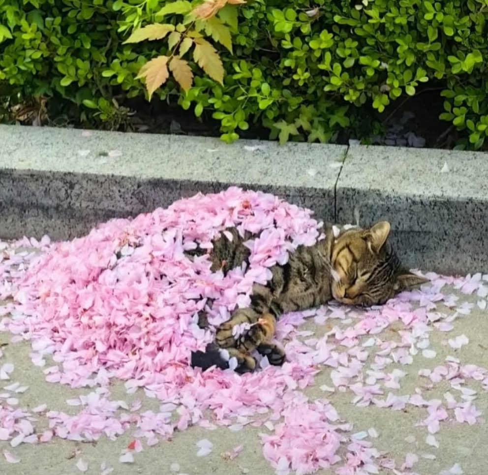 Alarmsız ve plansız uyumak