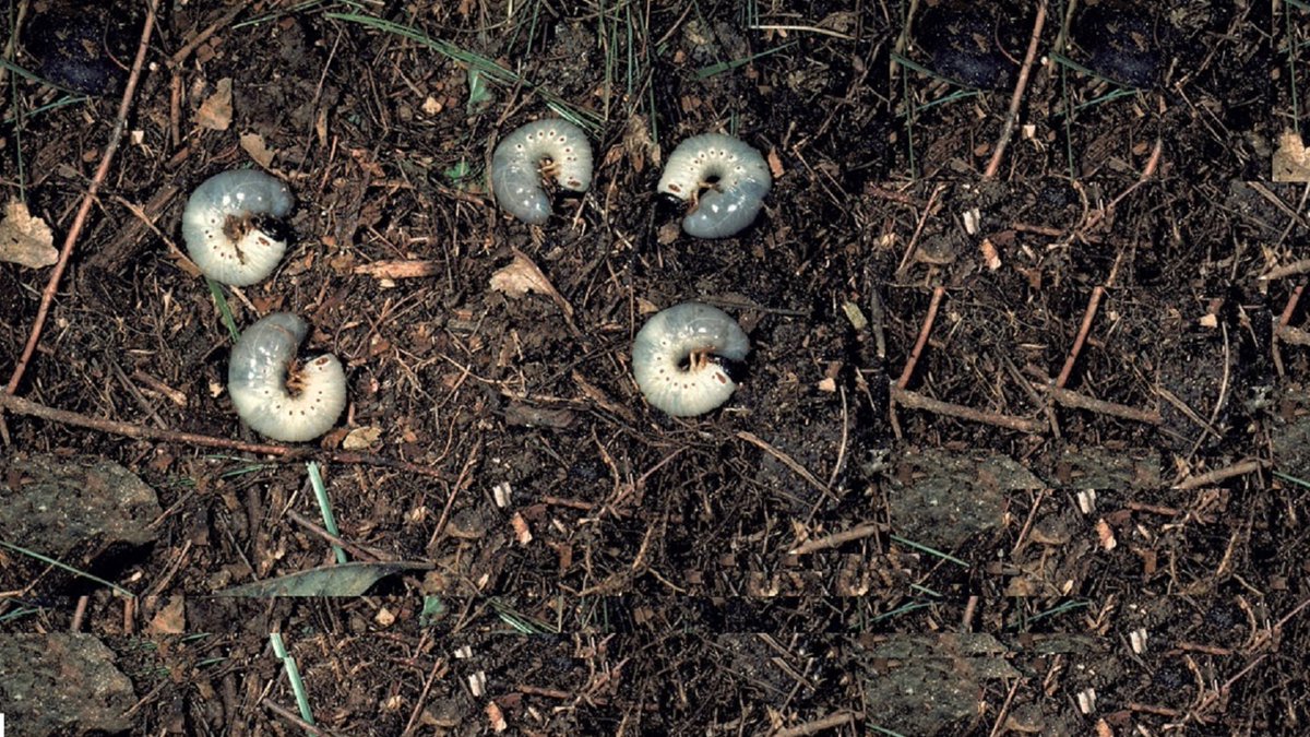 Turf solutions are at your fingertips! ☑️

The Pest Solutions Library serves as a search engine with articles, brochures and webinars for insights on controlling stubborn diseases and insects. #TurfPestSolutions

Check it out here: bit.ly/4eJHLZl