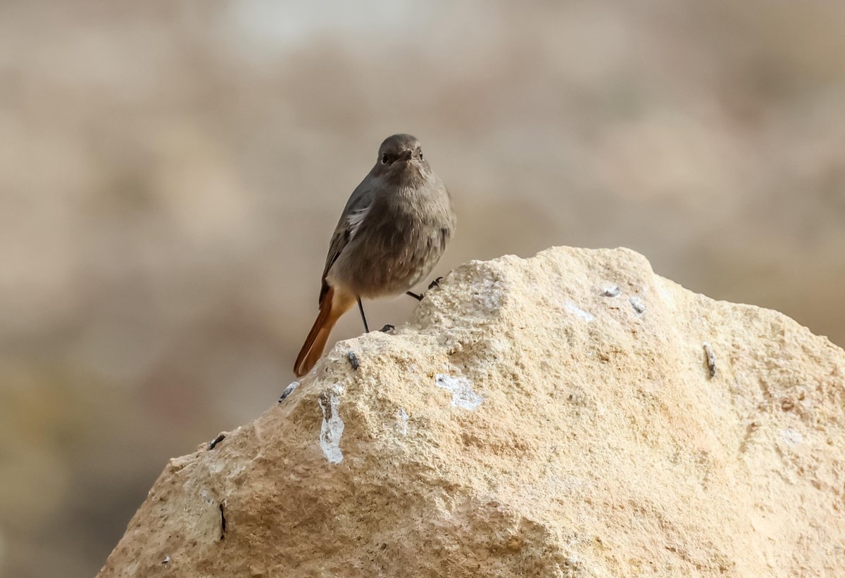 David Fox tweet media