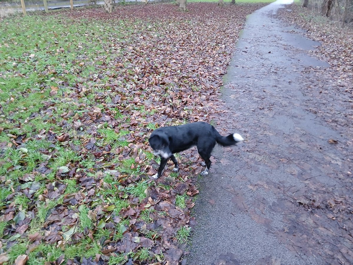 Another 'easing back' in run this morning. 2.5 miles at 10:07 pace :)