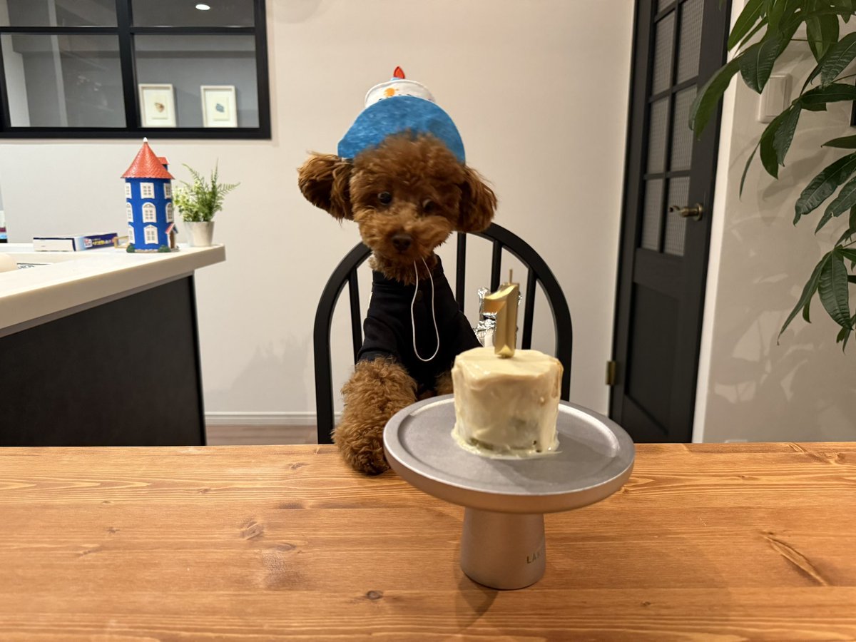 mkt_singalong's tweet photo. 🐶🎂 https://t.co/zHdjH3MLWI