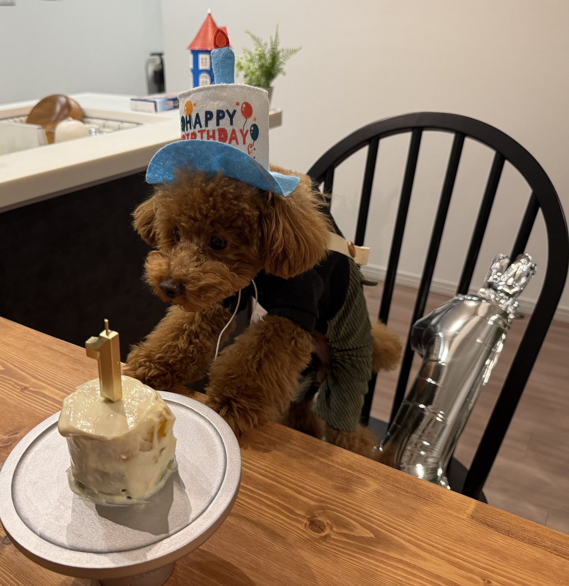 mkt_singalong's tweet photo. 🐶🎂 https://t.co/zHdjH3MLWI
