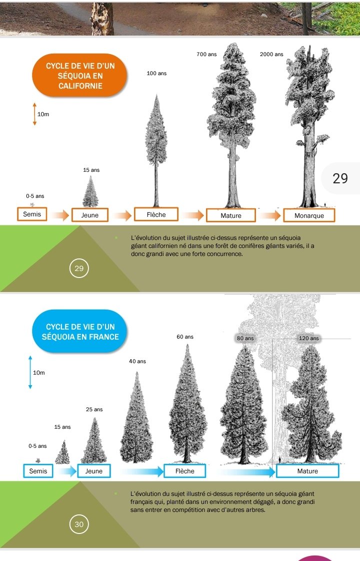 Un peu déçu, parce que j'imaginais l'Europe du XXVIIIe siècle avec des séquoias géants de 100m de haut. Mais apparemment, les sequoias plantés dans nos contrées vivront moins longtemps et n'atteindront jamais ces hauteurs formidable snif