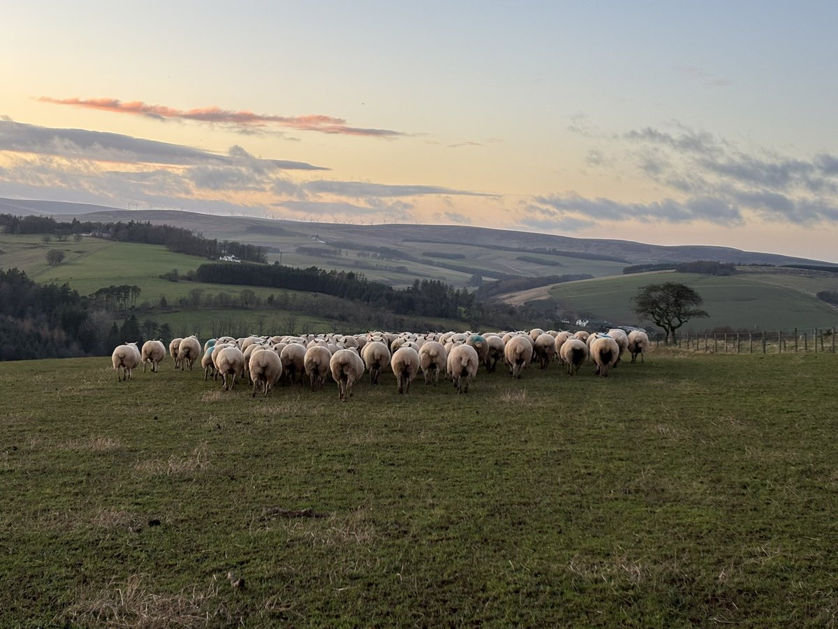 Windshiel farm tweet media