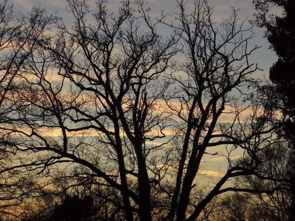 I heard a bird sing
In the dark of December,
A magical thing
And sweet to remember.

'We are nearer to Spring
Than we were in September,'
I heard a bird sing
In the dark of December.

- Oliver Herford 

It's the winter solstice, the turn of the year: light is reborn.