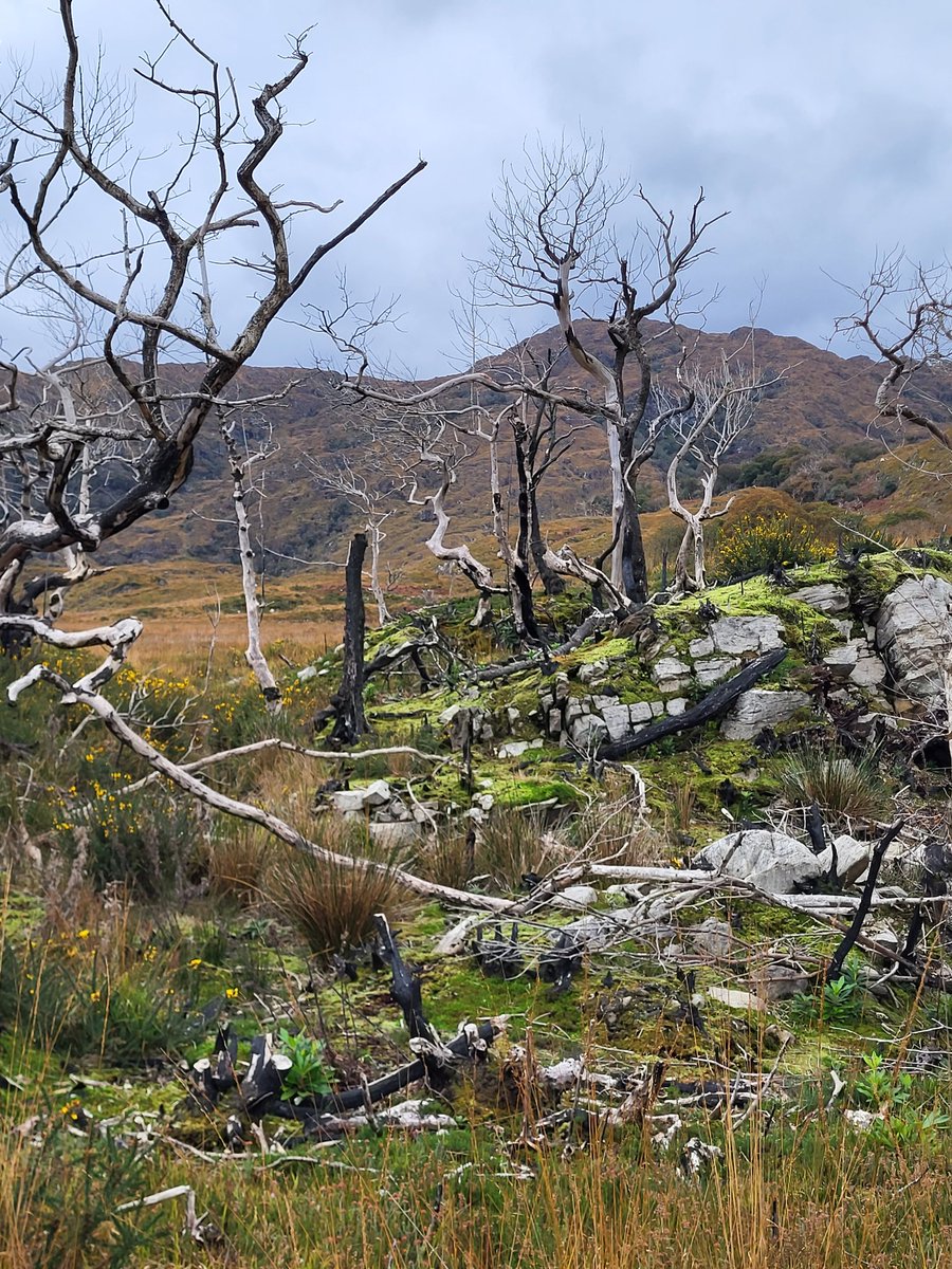 If we were *really* serious about tackling nature collapse in Ireland (a very big if, I know), what would we be doing?

A thread...🧵