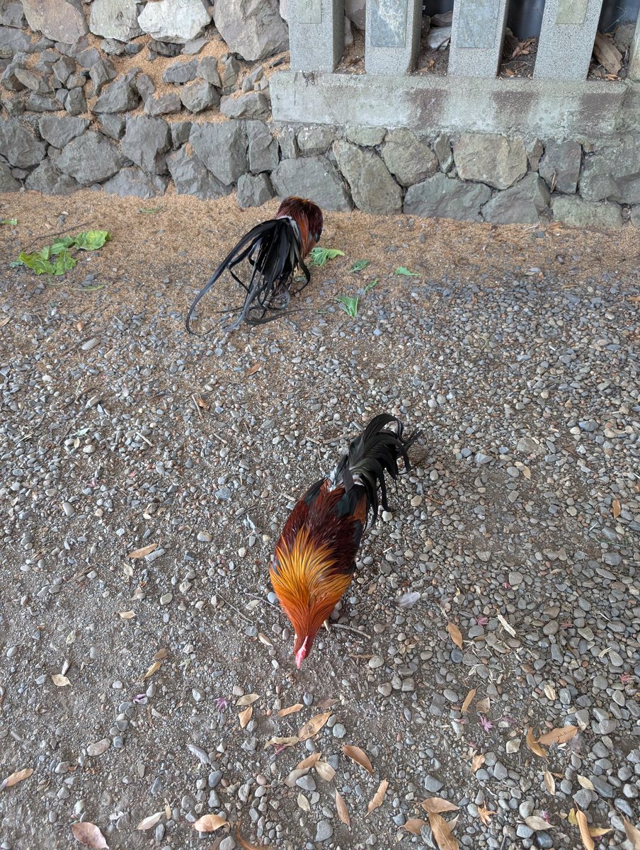 お疲れ様〜❤
ラッコまったりしてる最中🤤🤤🤤🤤🤤🤤
一日動き回ってた🤣
なので、トレーニングは無しで休養します

おやすみなさい😸

キャー(≧▽≦)