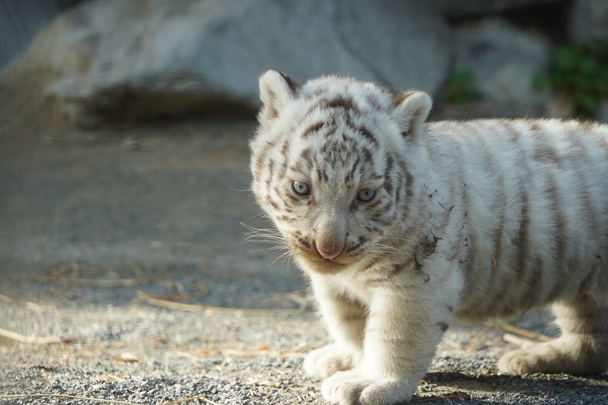 tobuzoo7's tweet photo. チビとらたちが展示場に出る練習を始めました！🐯🐯

親子共に展示場に慣れてもらう練習ということで、展示場全体を幕で覆った状態で放飼しています。

※展示場を幕で覆っているためお客様はご覧いただけません。ご了承ください。

#東武動物公園
#チビとらダイアリー https://t.co/inzPwxTrgg