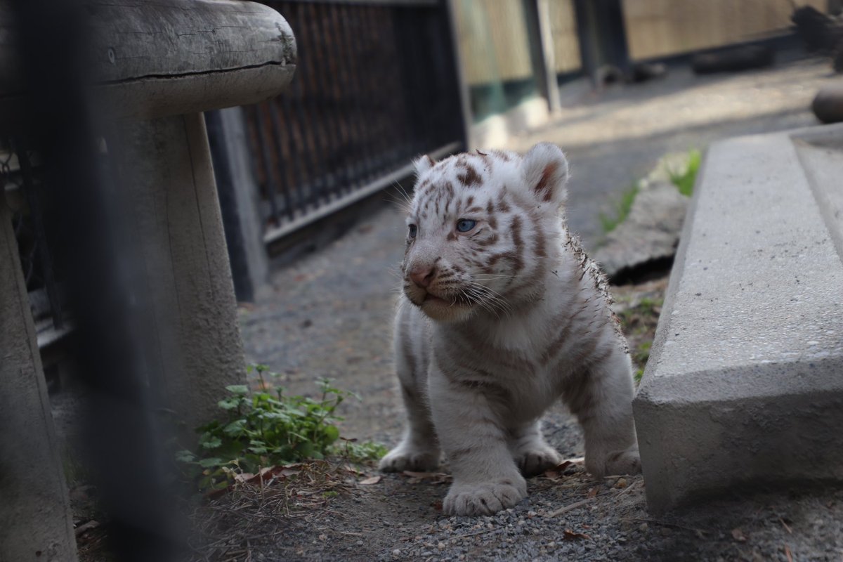 tobuzoo7's tweet photo. チビとらたちが展示場に出る練習を始めました！🐯🐯

親子共に展示場に慣れてもらう練習ということで、展示場全体を幕で覆った状態で放飼しています。

※展示場を幕で覆っているためお客様はご覧いただけません。ご了承ください。

#東武動物公園
#チビとらダイアリー https://t.co/inzPwxTrgg