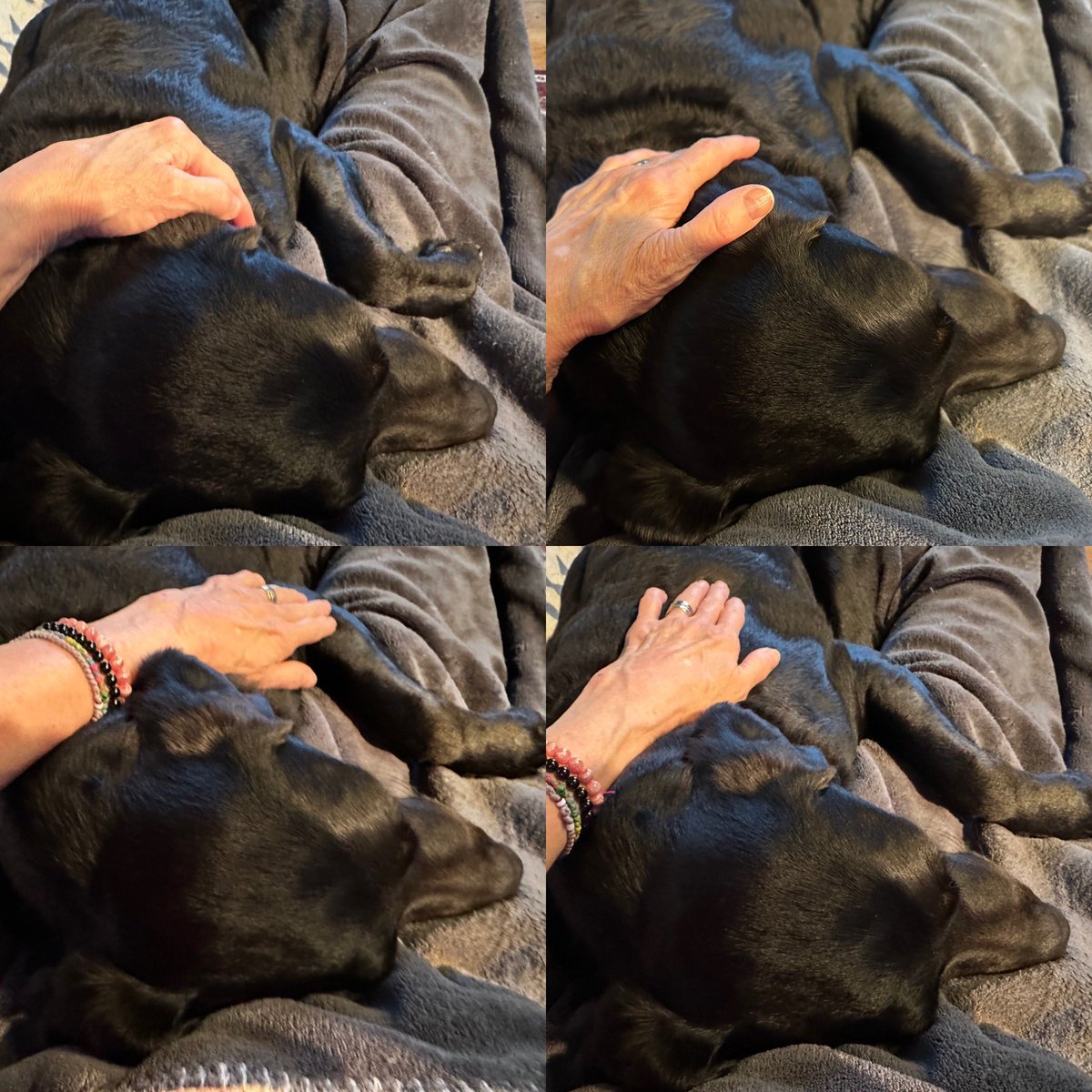Jack enjoying his Reiki session. Reiki is ongoing for Lily and distance Reiki for many others. Hope it helps them all. 💜🙌🏻🐾🐾🙌🏻💙 #reiki #healing #time #animalreiki #reikiforanimals #labradorretriever #cat #family #friends #love