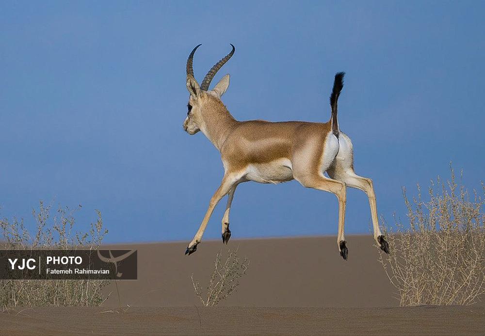 #آهوی_ریم_کرخه یا #آهوی_شنی_بین‌النهرین گونه خاصی از آهو در #خوزستان

#ام_الدبس 
#بستان 
#ایران_ببین