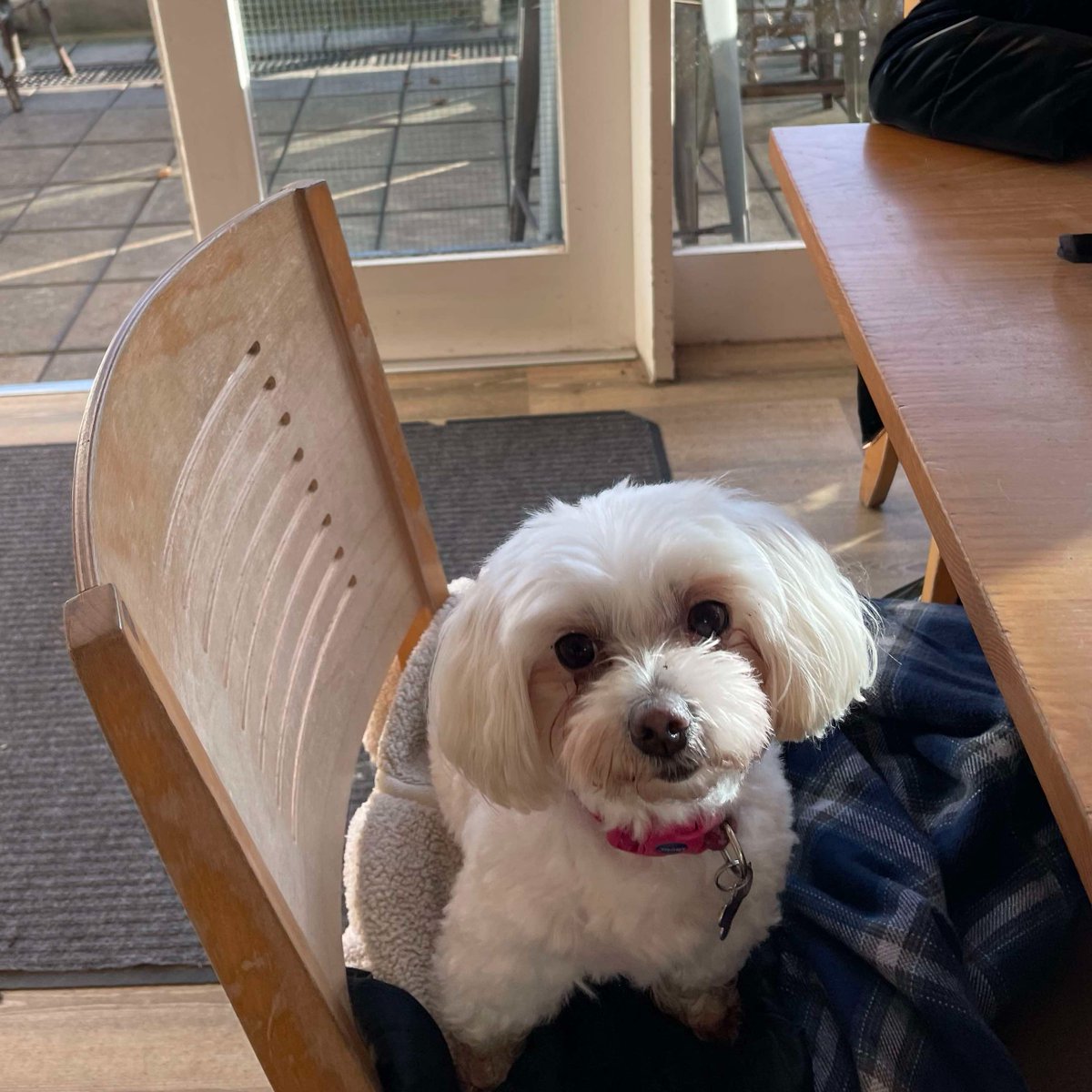 Meet Lola! Lola loves popping into the cafe to warm up after a big walk around Queens Park (and the dog treats!)

Reminder our café is now dog-friendly! So do pop in if you're out for some fresh air over the Christmas period🍃🎄