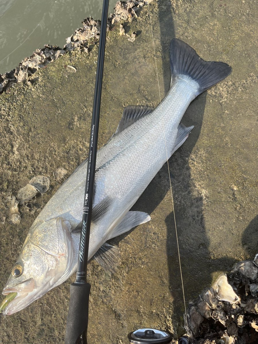 2025年発売のバリスティック710MLMH 。笑いが出る程の抜群の操作性。小