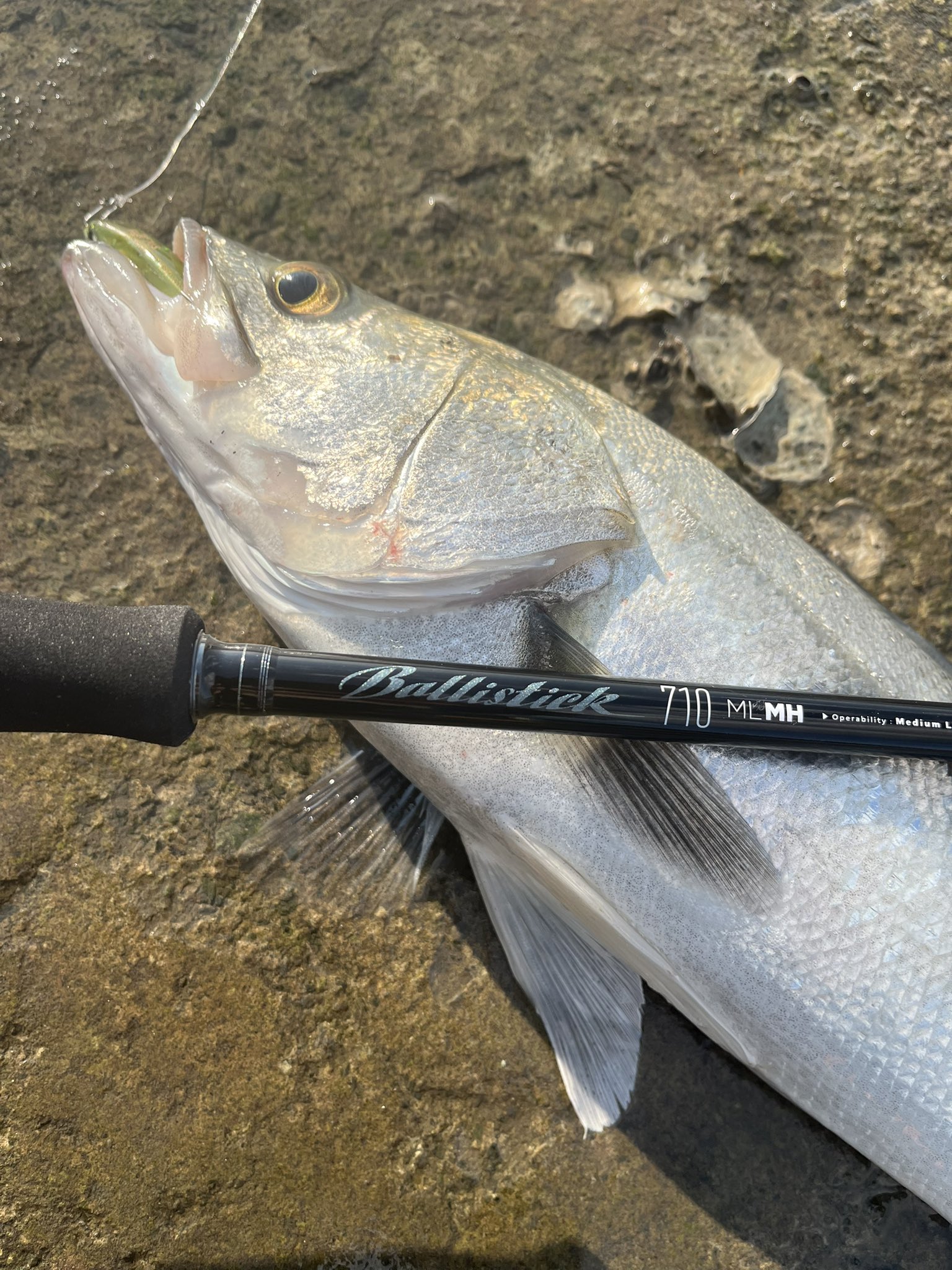 バリスティック　710ml-mh ヤマガブランクス zeniya2003_yamaga-blanks-