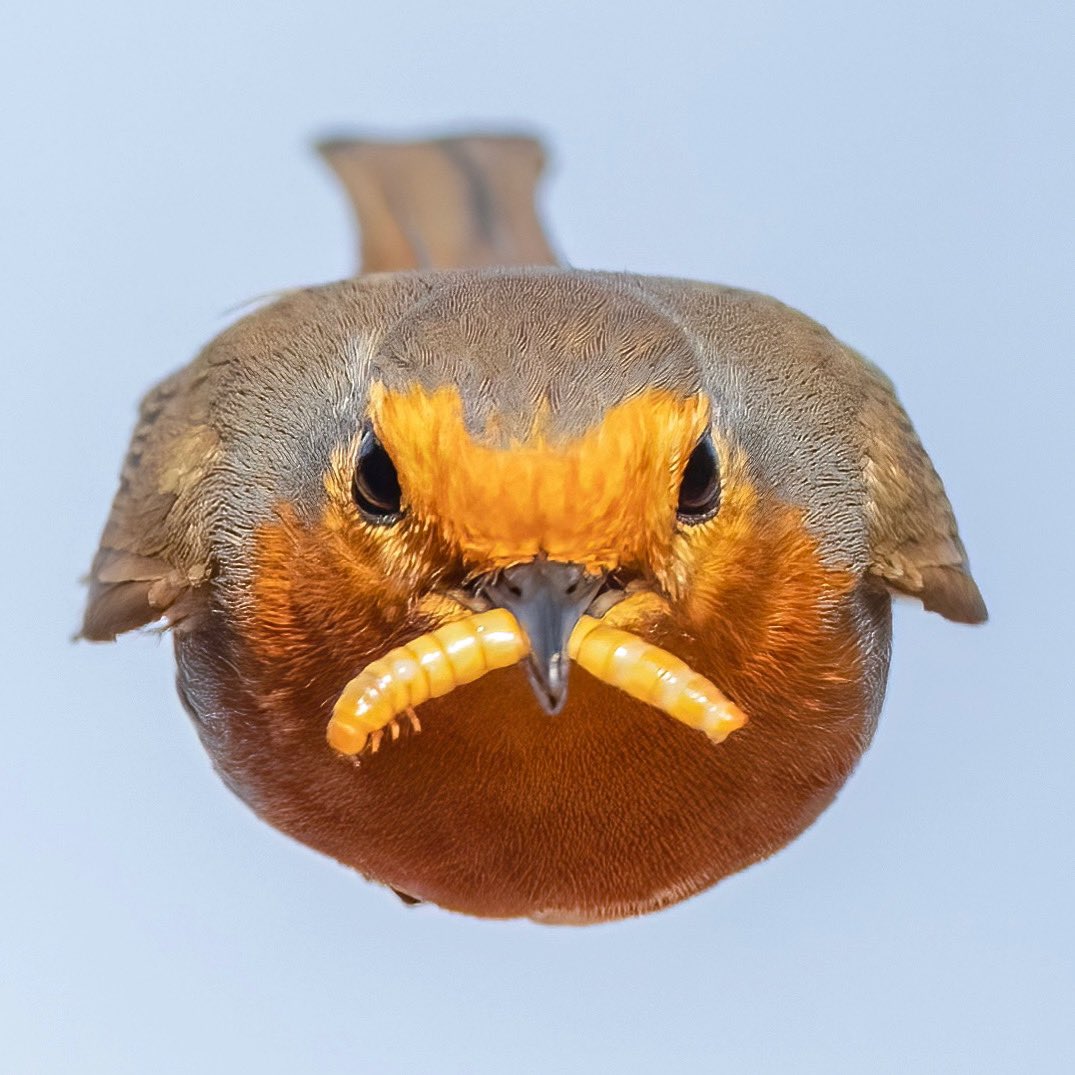 Happy National Robin Day
<a href="/SongBirdSBS/">SongBird Survival</a> <a href="/NationalRobin/">National Robin Day</a> <a href="/Natures_Voice/">RSPB</a> 
#NationalRobinDay #TwitterNatureCommunity
