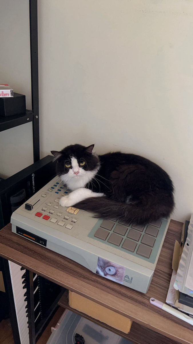 mkiivictor's tweet image. 😾