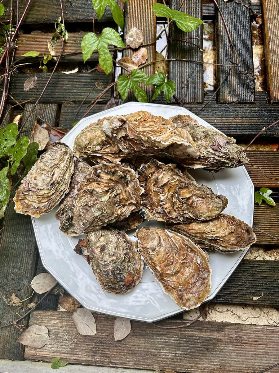LautreAfter's tweet photo. Je suis …
Un estomac ambulant
Gourmande
Épicurienne.
@BlogFoieGras #Truffes #foiegrastruffé sans oublier les #huitres #Speciales 00.
Les 00 de 2024. Poke @JJBolzan #bienmanger https://t.co/T5ubmIqZ8E