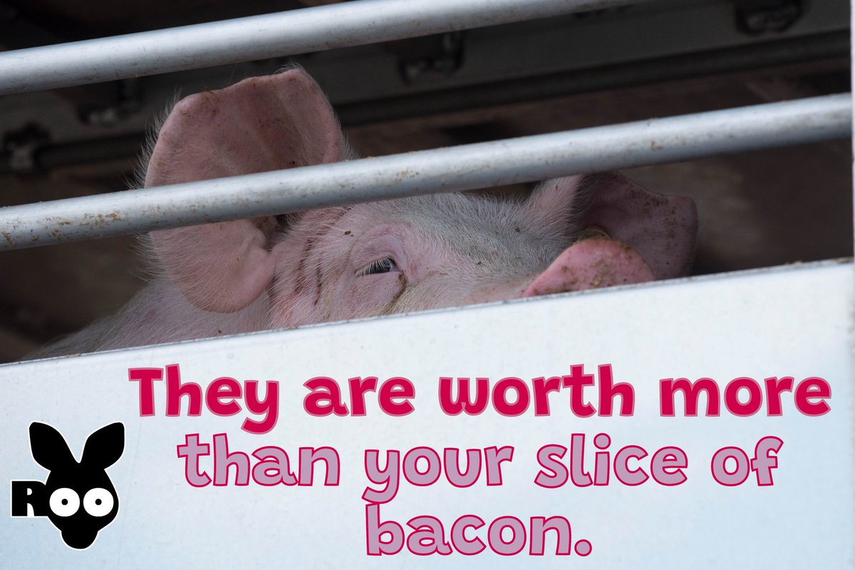 <a href="/veganfuture/">Vegan Future</a> Let‘s face it:
People don’t want to get informed about the cruelties. 
They rather ignore it than ruining their apetite. 
But don’t let us give up. Instead let’s connect and spread the word. 
#TheyAreWorthMore