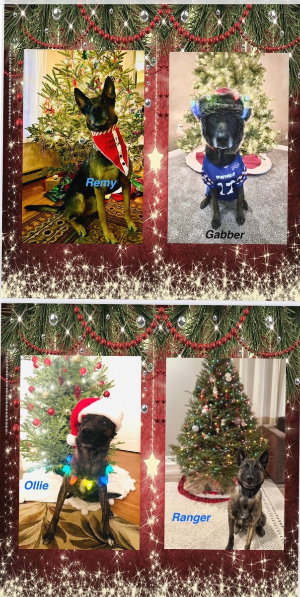 CrimeStoppersK9's tweet image. Wishing everyone a pawsitively happy holiday! 💙🐾 #SantaPaws #K9 ⁦@monroesheriffny @RochesterNYPD @nyspolice @Brighton_Police @GatesPolice @IrondequoitPD  @GreecePoliceNY @WebsterNYPolice @FairportPolice @ERPoliceNY ⁦@ROCHNYCRIMEINFO⁩ @CountryMax @VisionsFCU