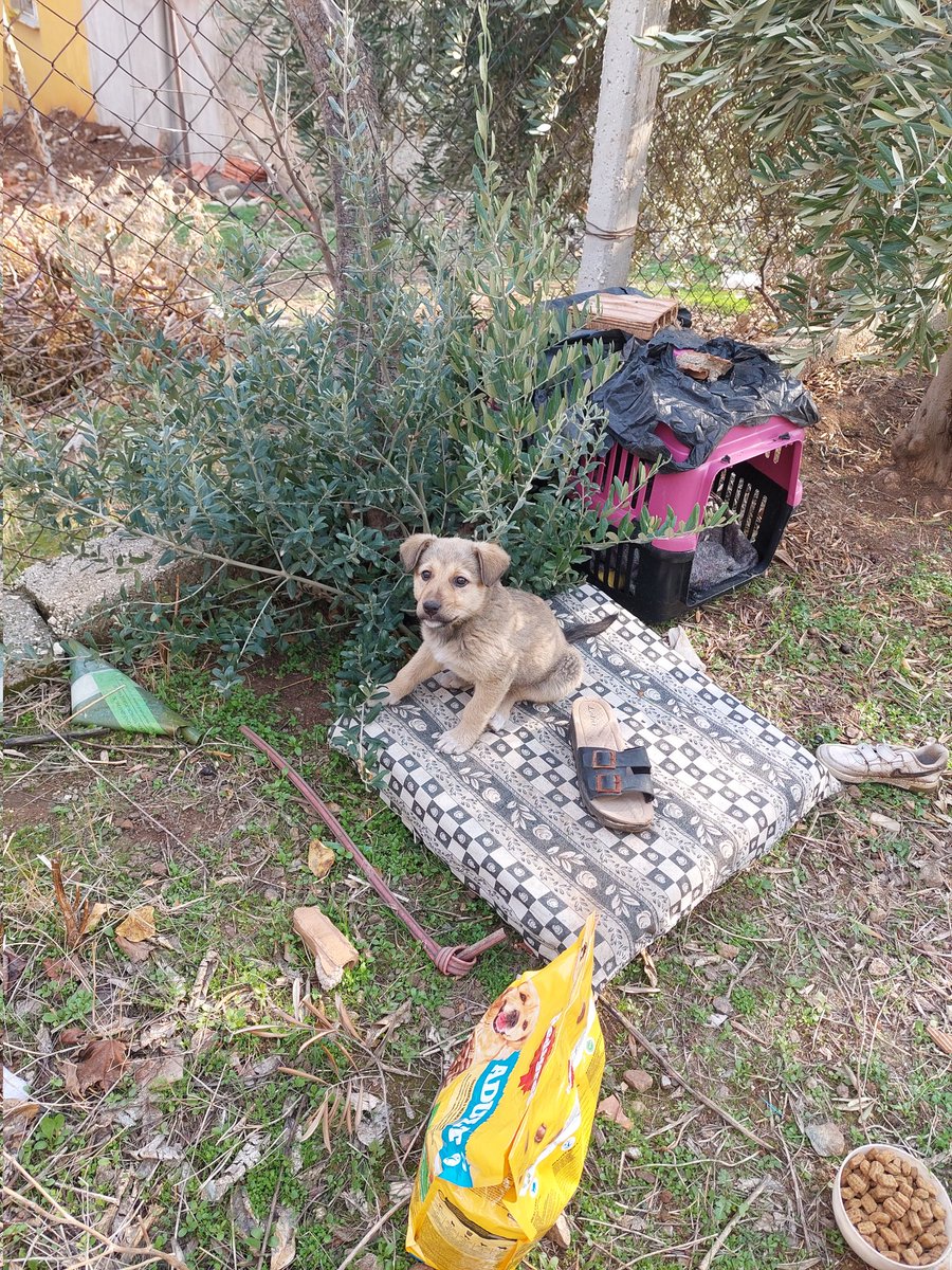 E-5  te ayakkabıya sarılmış agliyorken buldum. Şuan hatay'da ağır hasarlı evin bahçesinde. Çok kısa bir süre izin verdiler. Acilen yuva arıyorum. Yalvarırım paylaşın🙏😭