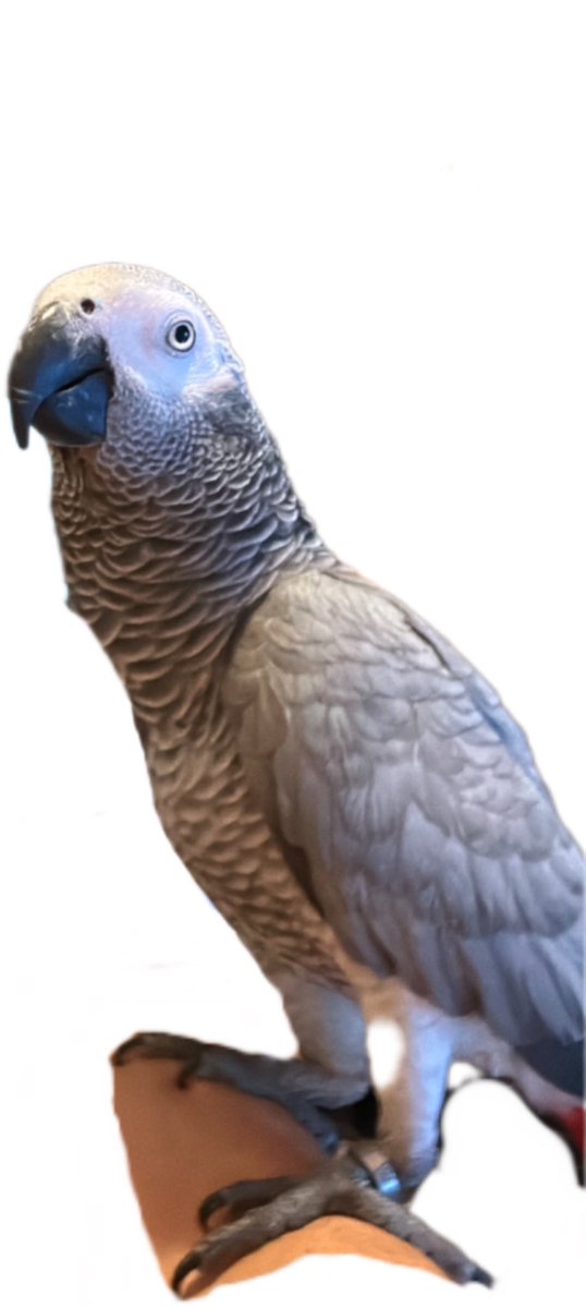 ParrotmemeCoin's tweet photo. Meet Roby, the parrot who inspired #ParrotCoin (PRC)! 🦜✨
From clever mimics to crypto magic, Roby is here to revolutionize the meme coin world.

#Crypto #MemeCoin #ParrotCommunity
#comunitycoin https://t.co/ilx1YoRrvX