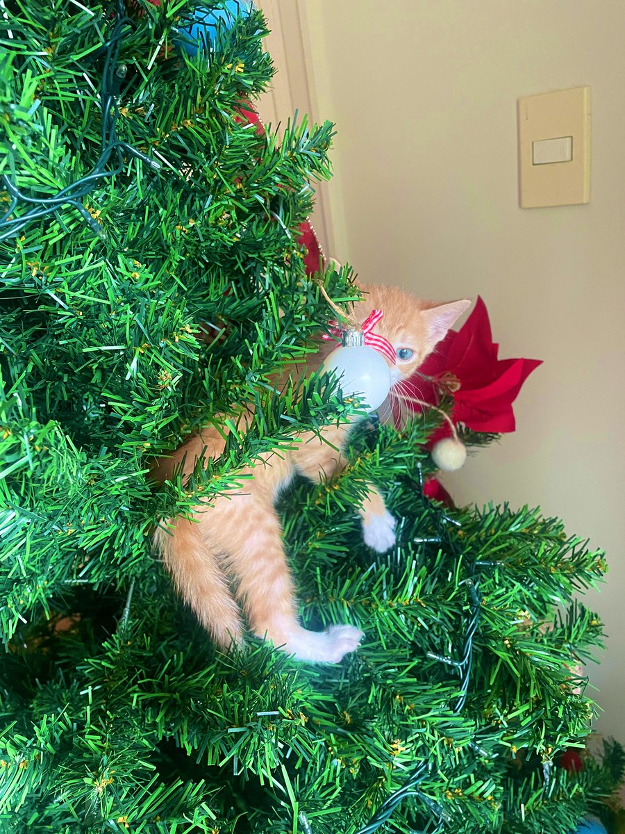 This one is crazy 
#Christmaskitty