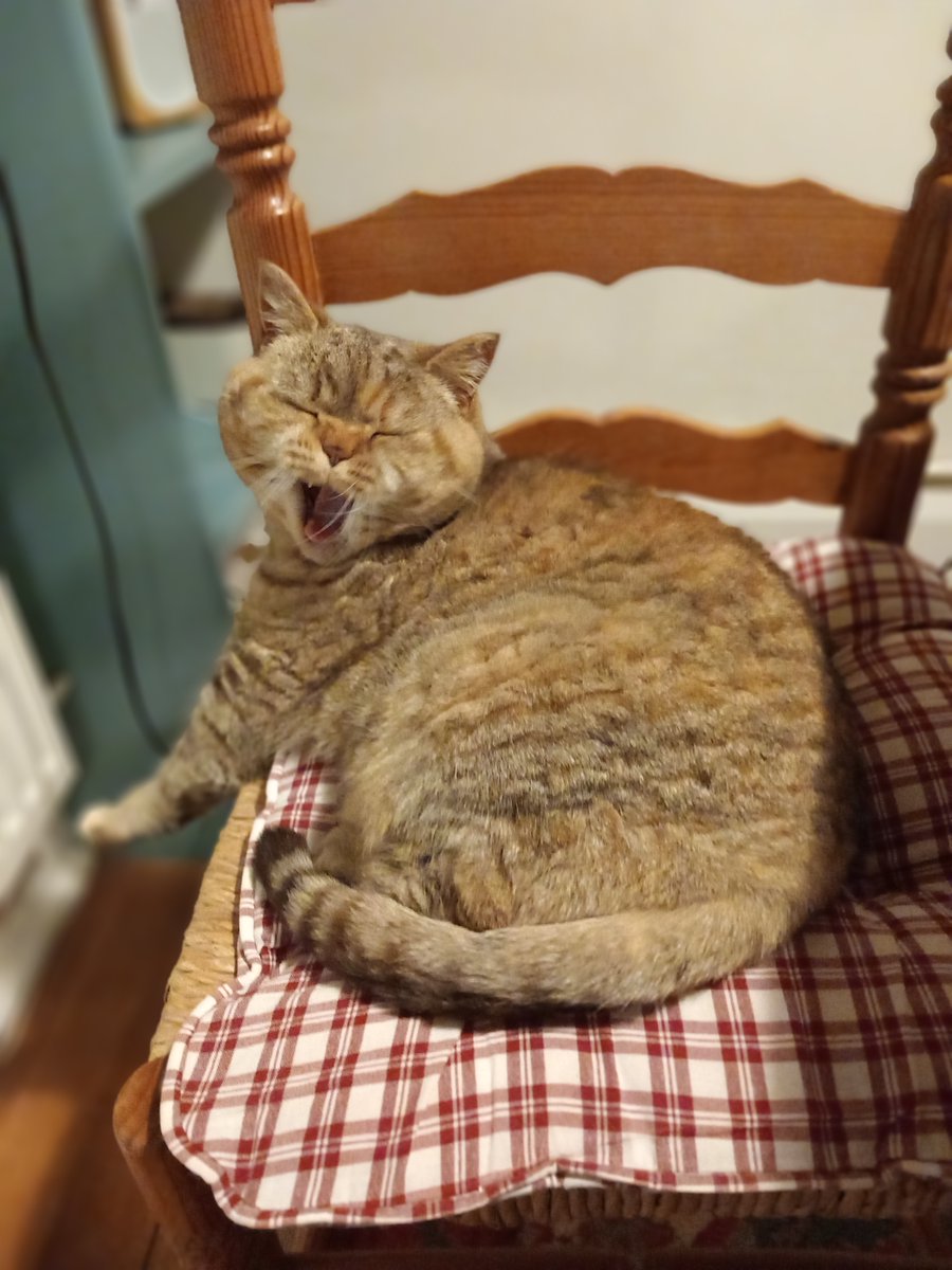 That post term pre Christmas feeling... #Caturday