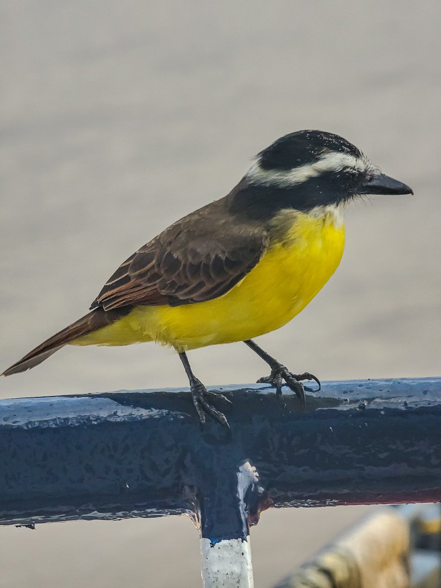 KAB5238's tweet photo. In Guyana 🇬🇾 we call it kiskadee https://t.co/mtGf7wNjzw