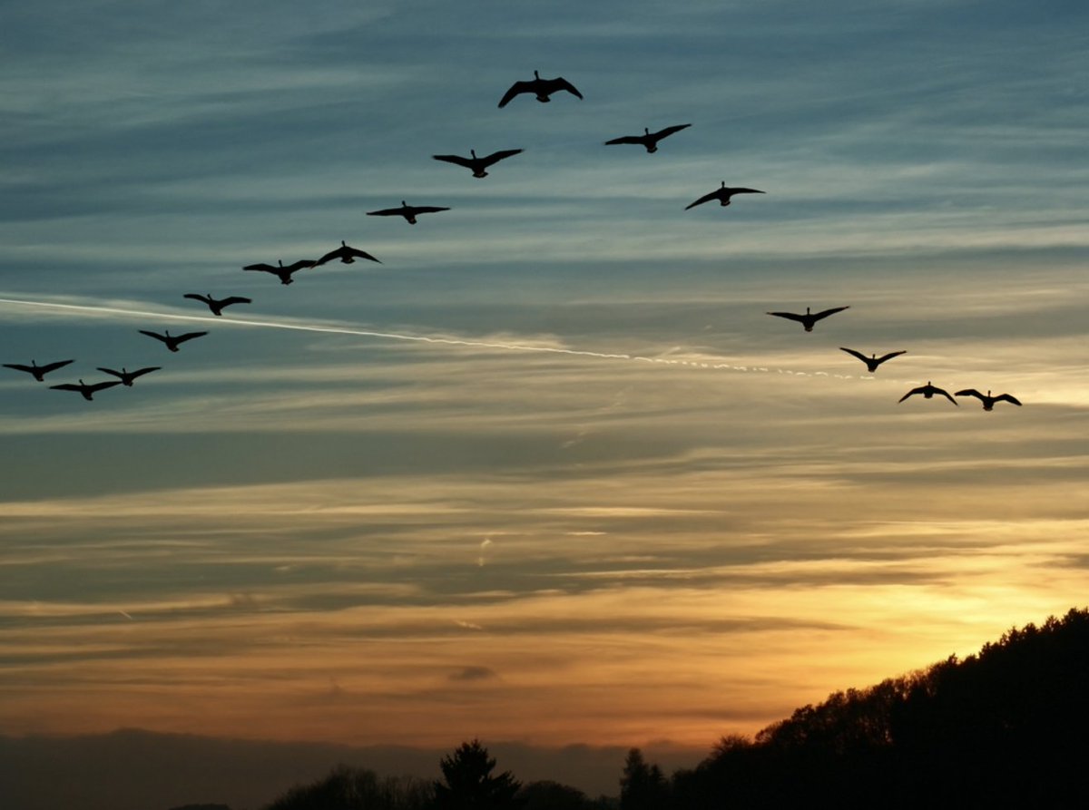 Tony Lawlor (@anthonylawlor) on Twitter photo Time to share these words by MaryOliver:
"Whoever you are, no matter how lonely,
the world offers itself to your imagination,
calls to you like the wild geese, harsh and exciting–
over and over announcing your place
in the family of things."
Be well, friends, on this solstice day Time to share these words by MaryOliver:
"Whoever you are, no matter how lonely,
the world offers itself to your imagination,
calls to you like the wild geese, harsh and exciting–
over and over announcing your place
in the family of things."
Be well, friends, on this solstice day