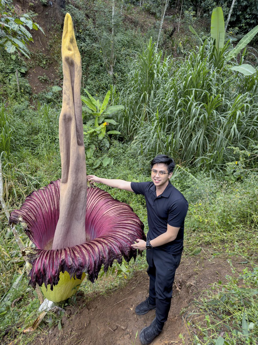 adriane_tobias's tweet photo. From the little 𝘈𝘮𝘰𝘳𝘱𝘩𝘰𝘱𝘩𝘢𝘭𝘭𝘶𝘴 𝘥𝘦𝘤𝘭𝘪𝘯𝘢𝘵𝘶𝘴 in Palawan to the jaw-dropping giant 𝘈𝘮𝘰𝘳𝘱𝘩𝘰𝘱𝘩𝘢𝘭𝘭𝘶𝘴 𝘵𝘪𝘵𝘢𝘯𝘶𝘮 in Sumatra—two extraordinary encounters with truly fascinating plants!  

And no, these are not 𝘙𝘢𝘧𝘧𝘭𝘦𝘴𝘪𝘢. They’re actually relatives of taro! Just be prepared to gag from the smell! #PinoyBotanist