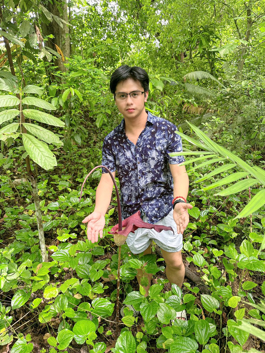 adriane_tobias's tweet photo. From the little 𝘈𝘮𝘰𝘳𝘱𝘩𝘰𝘱𝘩𝘢𝘭𝘭𝘶𝘴 𝘥𝘦𝘤𝘭𝘪𝘯𝘢𝘵𝘶𝘴 in Palawan to the jaw-dropping giant 𝘈𝘮𝘰𝘳𝘱𝘩𝘰𝘱𝘩𝘢𝘭𝘭𝘶𝘴 𝘵𝘪𝘵𝘢𝘯𝘶𝘮 in Sumatra—two extraordinary encounters with truly fascinating plants!  

And no, these are not 𝘙𝘢𝘧𝘧𝘭𝘦𝘴𝘪𝘢. They’re actually relatives of taro! Just be prepared to gag from the smell! #PinoyBotanist