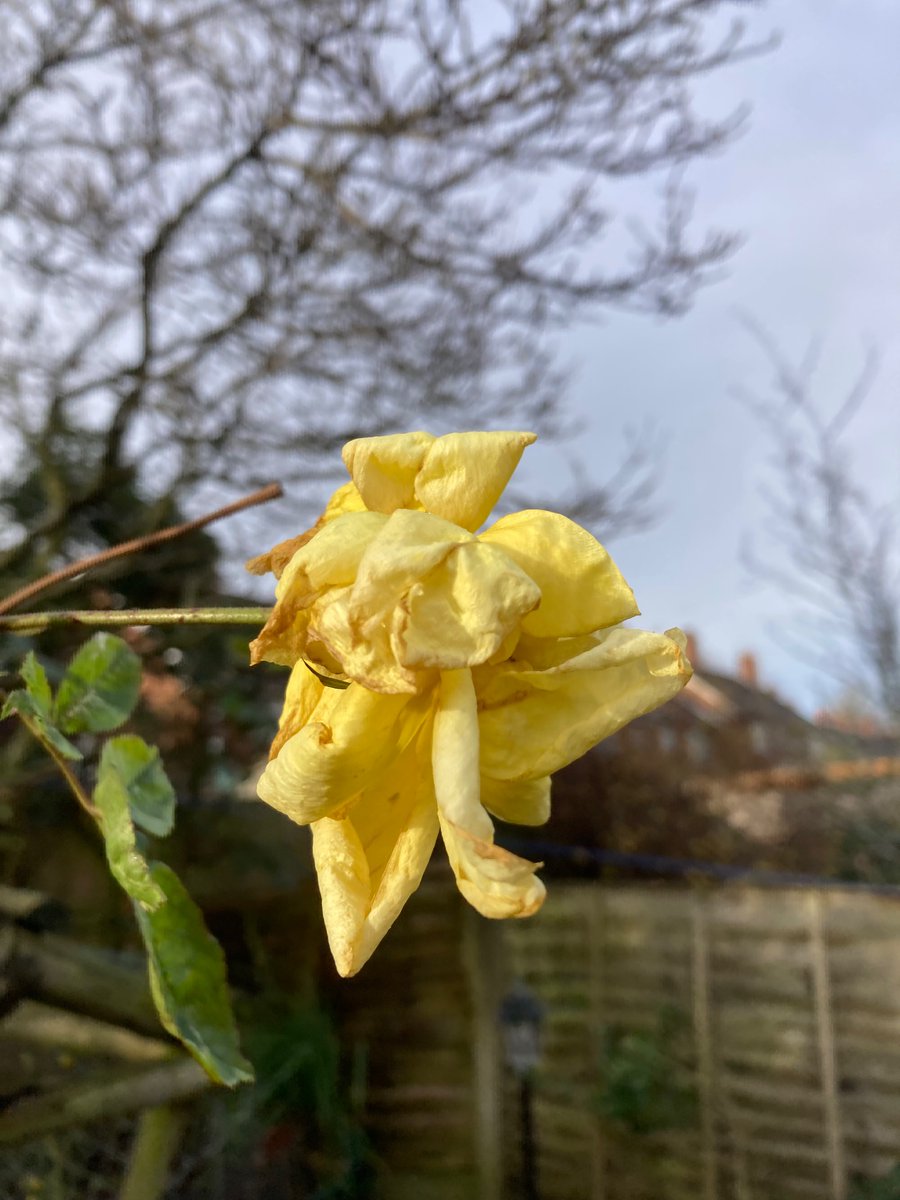 MyGarden_Uk's tweet photo. Withering Beauty.
@des_farrand @alisonbeach611
#BeautyRange #Roses #Flowers #HarRose https://t.co/3FzB5L9wUJ