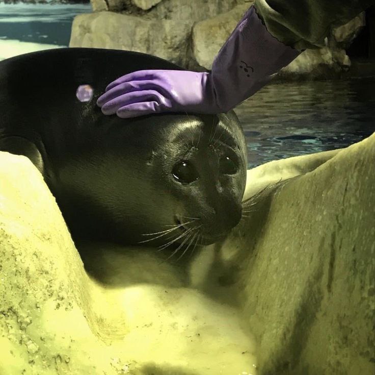 kewl seal tweet media